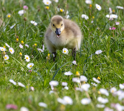 Spring Joy