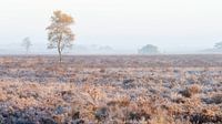 Berk in mist