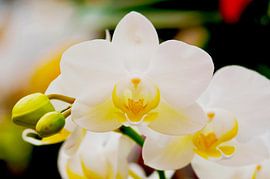 White orchid with yellow heart