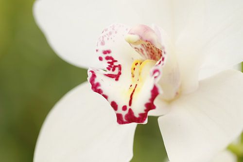 Orchidee