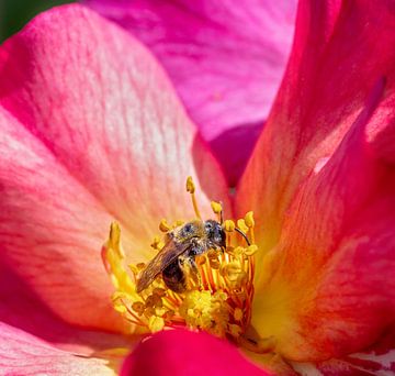 Macro of a bee on a dahlia blossom by ManfredFotos