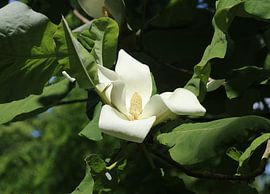 Large-leaved magnolia by Matthias Brix