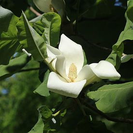 Large-leaved magnolia by Matthias Brix