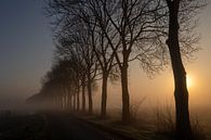 Row of trees in the West Betuwe at sunrise and fog by Michelle Peeters thumbnail