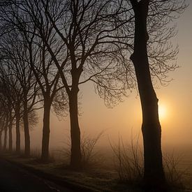 Row of trees in the West Betuwe at sunrise and fog