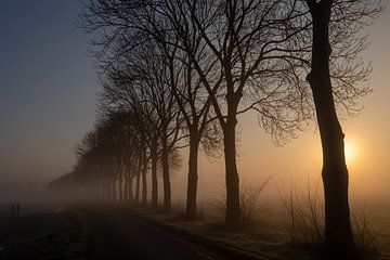 Baumreihe in der West Betuwe bei Sonnenaufgang und Nebel