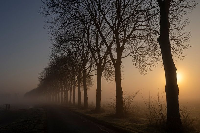 Row of trees in the West Betuwe at sunrise and fog by Michelle Peeters