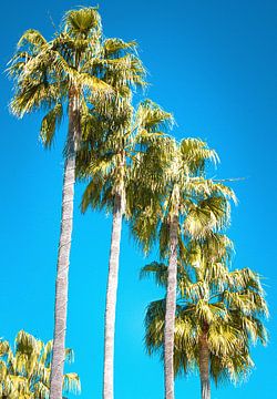 Palmbomen van Lisette van Leeuwen