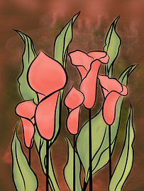 Coral Calla Garten von Chromapetal