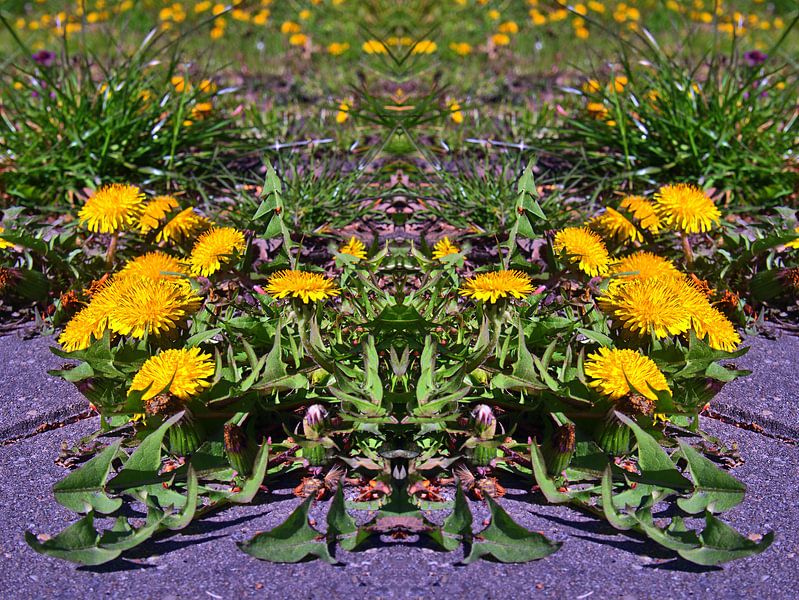 Pissenlit 2 par Edgar Schermaul