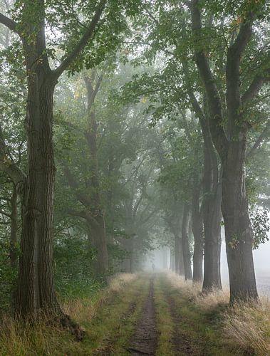 Walker on oak avenue, lighter version