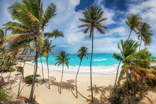 Droomstrand met palmbomen op Barbados in het Caribisch gebied.