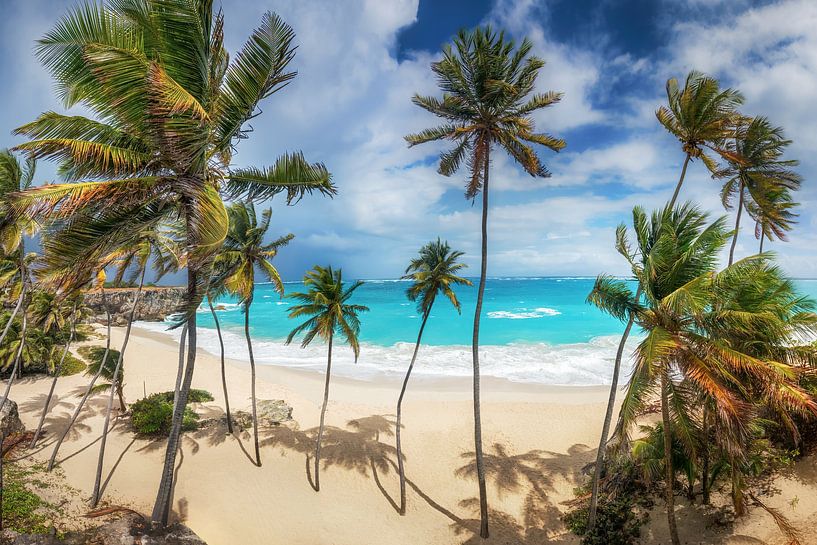 Droomstrand met palmbomen op Barbados in het Caribisch gebied. van Voss Fine Art Fotografie