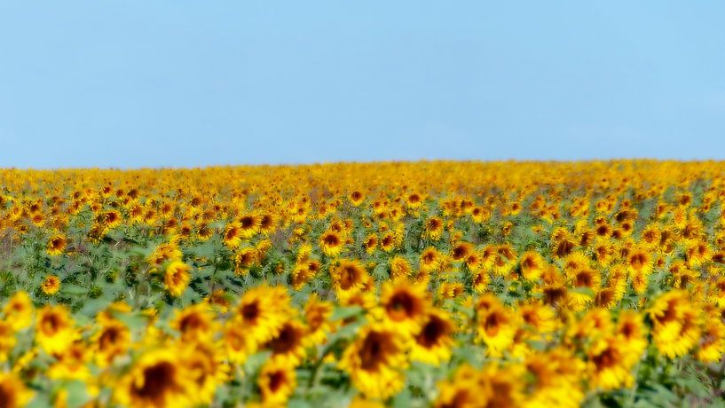 Sunflowers by Pieter van Marion