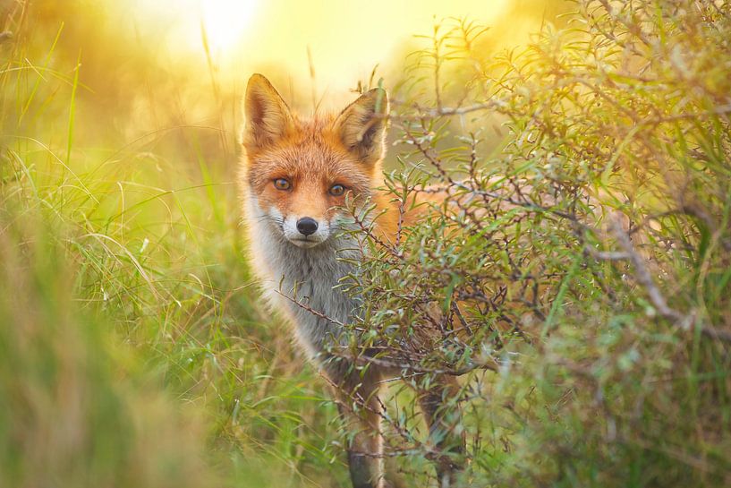 Fox during sunset by Sander Meertins