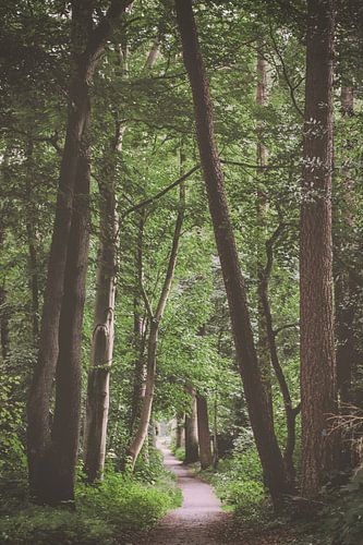 Bospad Emmerdennen in Drenthe | Natuur fotografie