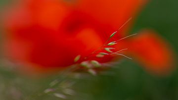 Poppy's