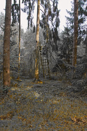 Mystischer Wald mit Orangetönen von Stefan Dunkel Naturfotografie