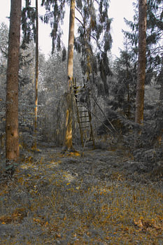 Mystischer Wald mit Orangetönen