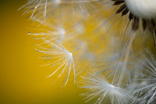 Dandelion in yellow by Miranda Snoeijen
