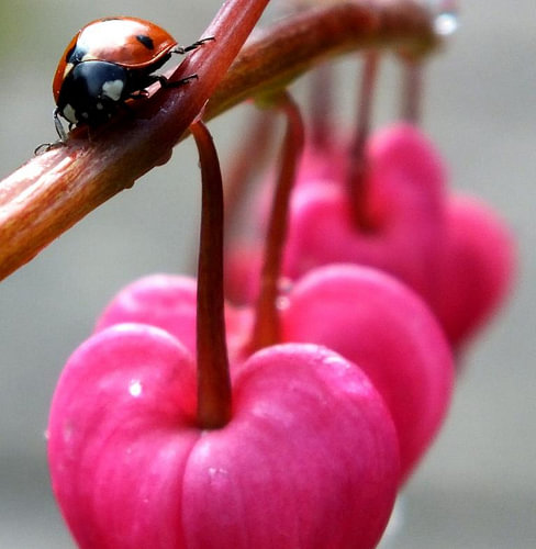 lieveheersbeestje op het gebroken hartje