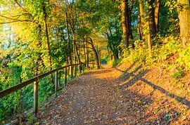 Beautiful path along forest with leaves falling down from deciduous trees at fall season by Alex Winter