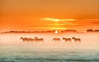 Horses in the mist 1 by Marinus de Keijzer thumbnail