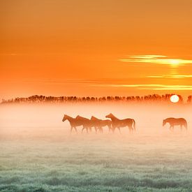 Horses in the mist  1 van Marinus de Keijzer