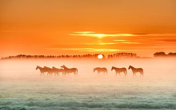 Pferde im Nebel von Marinus de Keijzer