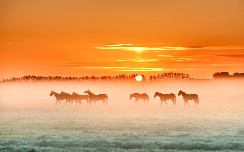 Horses in the mist  1 van Marinus de Keijzer