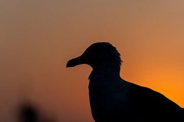Silhouet in de Schemering Vogel bij Zonsondergang van Femke Ketelaar