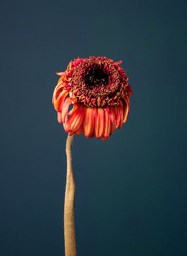 Fiore Appassitu - blau von michel meppelink