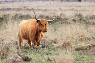 Schotse hooglander in het gras en heide van Bobsphotography
