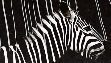 stripes (part 3) van haenk