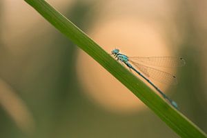 Waterjuffertje warmt zich op van Moetwil en van Dijk - Fotografie