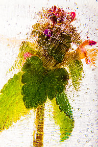 Blumen in Eis 