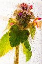 Florets in ice van Marc Heiligenstein thumbnail