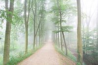 Mist in het bos