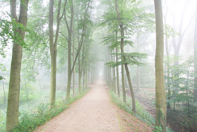 Mist in het bos van Ab Donker
