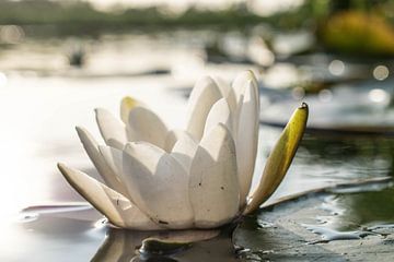 Die Seerose von Robert Snoek