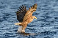 Zeearend op jacht in een fjord van Sjoerd van der Wal Fotografie thumbnail