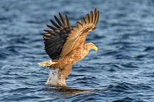 Seeadler auf der Jagd in einem Fjord