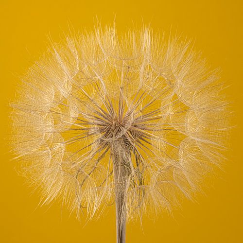 Pluizenbol van een Tragopogon met gele achtergrond