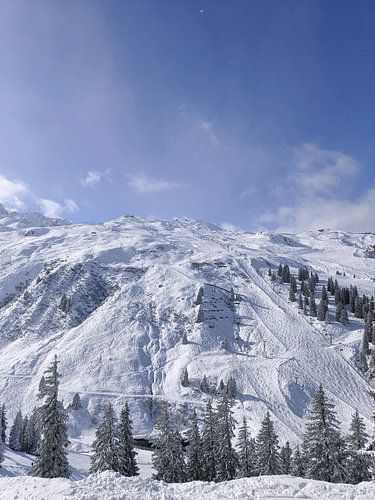 Verschneiter Alpengipfel mit Skispuren und Bäumen