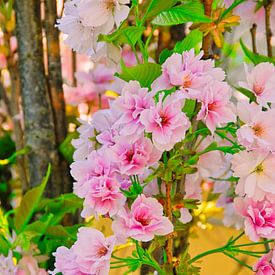 Frühlingsblüte, rosa Blüte und frisches grünes Blatt von Jolanda de Jong-Jansen