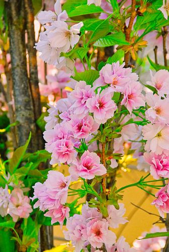 Lentebloesem, rose bloem en groene frisgroen blad