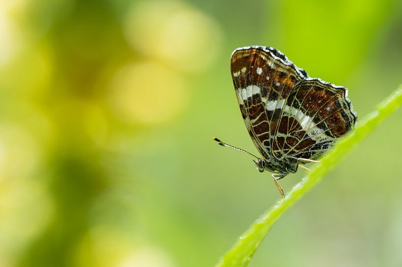 Landmark by Danny Slijfer Natuurfotografie