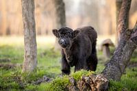 Scottish Highlander Kalb