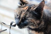 Poes
