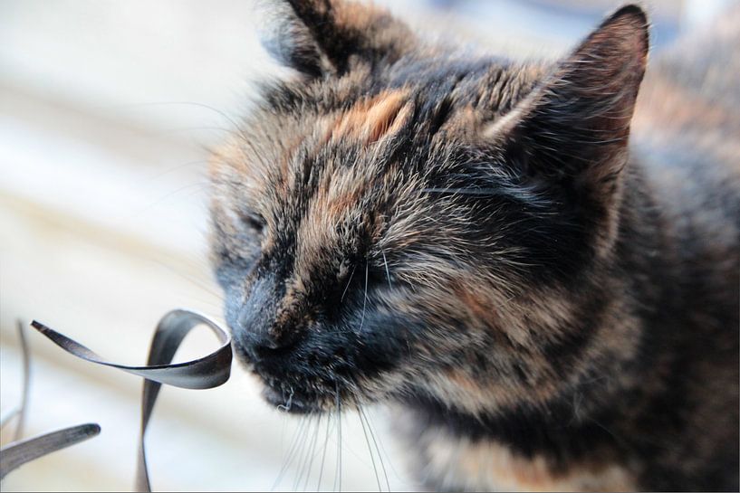 Poes by Dennis Visser
